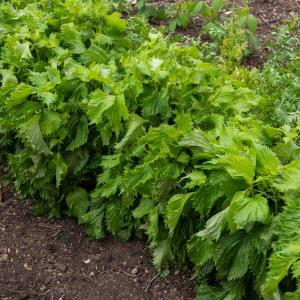 Shiso Vert - Cuisine du Monde